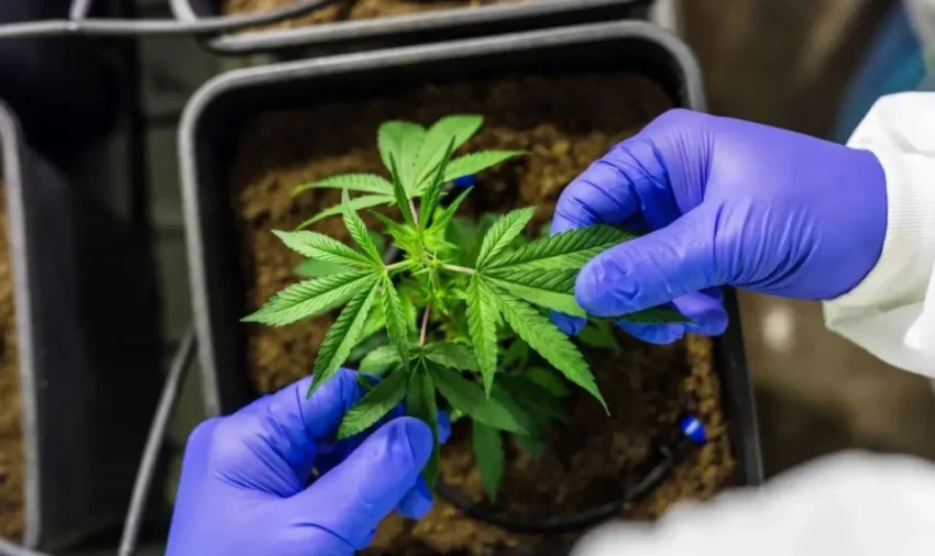 Anvisa Propõe Regulamentação da Cannabis Medicinal: O Que Esperar?